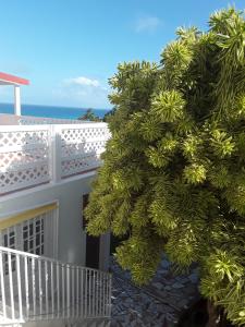 a tree in front of a building with the ocean in the background at Les jardins de Valentin in Le Gosier