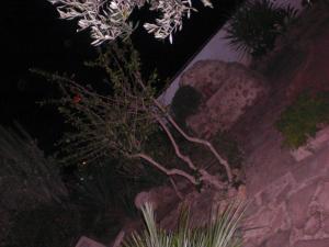 Giardino di A Giummara