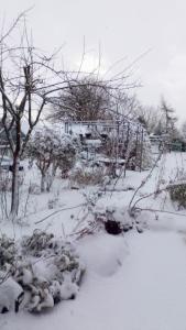 um quintal coberto de neve com árvores e arbustos em Mountain Ash em Horncastle