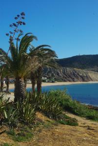 ルースにあるPerto do marの海辺のヤシの木