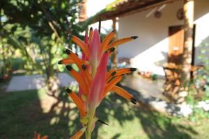 a pink and orange flower in front of a building at Family Guest House in Ilha de Boipeba