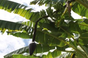 a banana tree with a bunch of bananas on it at Family Guest House in Ilha de Boipeba