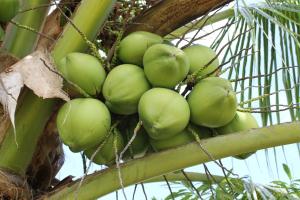 a bunch of green fruit hanging from a tree at Family Guest House in Ilha de Boipeba