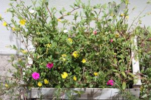 a pot filled with flowers in front of a wall at Family Guest House in Ilha de Boipeba