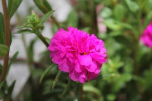 a pink flower with a beetle on it at Family Guest House in Ilha de Boipeba