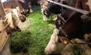 Aed väljaspool majutusasutust Bauernhof Feurstein