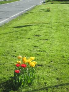 タムスヴェークにあるJugendherberge Tamswegの草の中の黄色と赤の花束