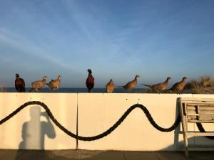a group of birds standing on a wall at Strandhotel Noordzee in De Koog