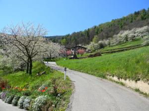 a winding road with flowers on the side of a hill at Maso Pianezza House in Calceranica al Lago