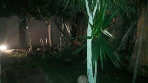 eine Palme in einem Hof bei Nacht in der Unterkunft Octobar City Villa in Kairo