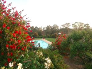 einen Garten mit einem Pool und roten Blumen in der Unterkunft Casale Cacciata Grande Elisa in Pescia Romana