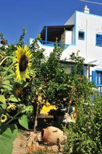 a sunflower in a garden in front of a building at Pension Titika in Katapola