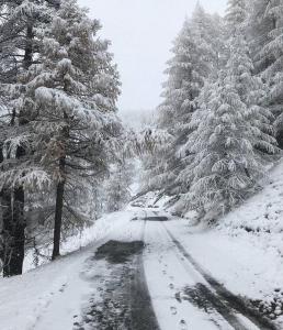 una strada innevata con alberi laterali di Casa Gravere a Gravere