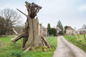 a tree stump on the side of a dirt road at Ockhams Farm Guest House in Edenbridge