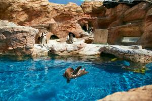 Eine Gruppe Pinguine im Wasser eines Zoos in der Unterkunft HOTEL MYTH M -ホテル マイス エム- Adult Only in Sennan