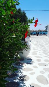 a row of flower pots sitting on the beach at Avra Palm in Koutsounari