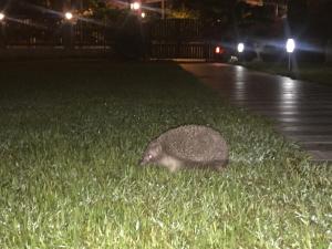 Foto dalla galleria di Yaprak Hotel a Dalyan Altre 42 foto