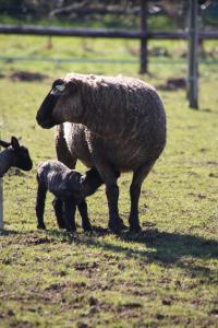 Φωτογραφία από το άλμπουμ του Le Verger B&B σε Gorron