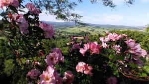 Galeriebild der Unterkunft La Casa Di Nonna Lucia in Montescudaio