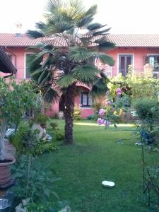 a palm tree in a yard with a frisbee at Le ginestre in Caselle Torinese
