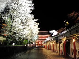 un árbol iluminado en una calle por la noche en COTO Tokyo Asakusa 4, en Tokio