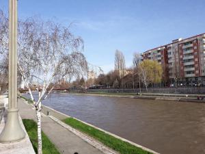 a tree sitting next to a river with buildings at Apartment By the River in Niš