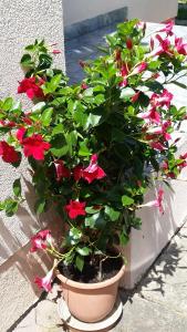 Foto dalla galleria di Majláth Vendégház a Bük Altre 49 foto