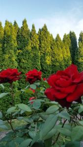 Foto dalla galleria di Majláth Vendégház a Bük