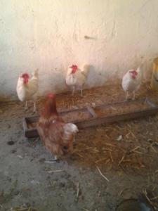 Foto dalla galleria di Beim Schuster a Pappenheim