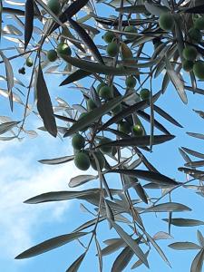 a tree with lots of green olives on it at Bay Bell Cottage in Saint Leonards