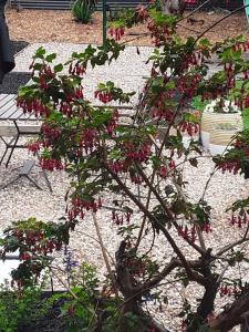 a tree with red flowers on it in a garden at Bay Bell Cottage in Saint Leonards