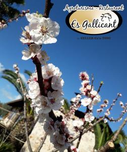 Fotografie z fotogalerie ubytování Agroturismo Es Gallicant v destinaci Campos