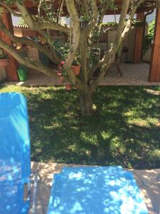 a blue chair and a tree in a yard at Fabris Apartments with pool and top location near sea in Novigrad Istria