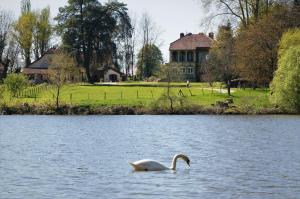 a swan swimming in a lake in front of a house at Château de Villeron in Savigny-en-Revermont