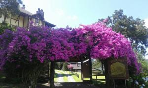 a bunch of purple flowers hanging from a building at Esquilo Hotel in Monte Verde