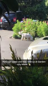 a white cat walking in the street next to a car at Garden City Motel in Christchurch