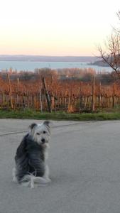 Domácí mazlíčci ubytovaní s hosty v ubytování Koczor Winery & Guesthouse
