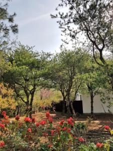獅潭鄉的住宿－八角隱士莊園，种有红色花卉和树木的花园