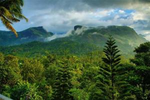 a view of a forest of trees and mountains at Sceva's Garden Home in Munnar