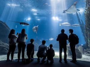 a group of people looking at the fish in an aquarium at modern flat in Estoril