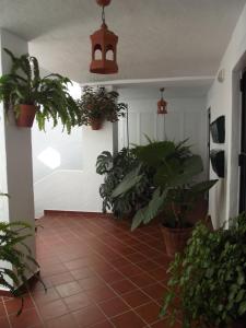 コニル・デ・ラ・フロンテーラにあるApartamento en Conilの鉢植えの壁と床