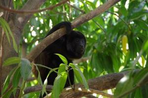 a black bear sitting on top of a tree branch at Villas Macondo in Tamarindo