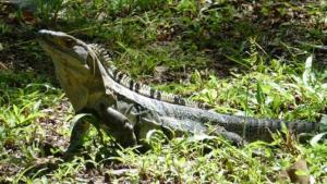 Foto sihtkohas Tamarindo asuva majutusasutuse Villas Macondo galeriist