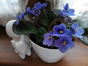 Gallery image of Erdőszéli Házikó Vendégház in Bükkszék