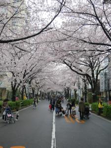 people walking down a street with cherry blossom trees at No Borders Hostel in Tokyo
