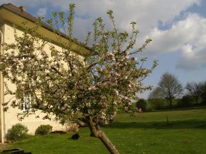 uma árvore com flores cor-de-rosa num campo em Domaine de Beauvilliers em Chaumontel