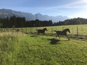 eine Gruppe von Pferden, die auf einem Feld laufen in der Unterkunft Landhotel Gasthof Eichhof Natters in Innsbruck