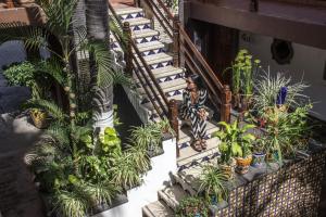 Hotel Posada Pablo de Tarso في سان باتريسيو ميلاكي: شخص يجلس على الدرج مع مجموعة من النباتات