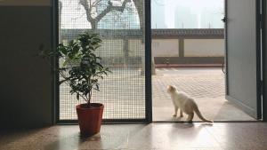 a white cat walking through an open door with a potted plant at HOME++ Xi'an in Xi'an