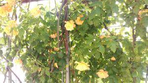 Fotografie z fotogalerie ubytování Apartments Marija v Primoštenu